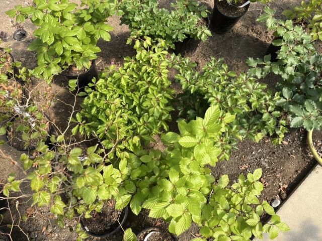 Intraspecific variation in Fagus